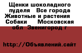 Щенки шоколадного пуделя - Все города Животные и растения » Собаки   . Московская обл.,Звенигород г.